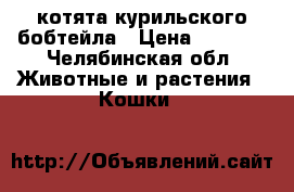  котята курильского бобтейла › Цена ­ 7 000 - Челябинская обл. Животные и растения » Кошки   